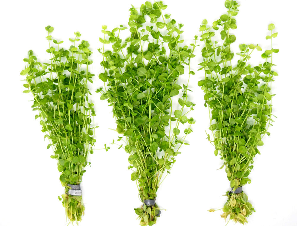 Baby Tears (Hemianthus Micranthemoides)
