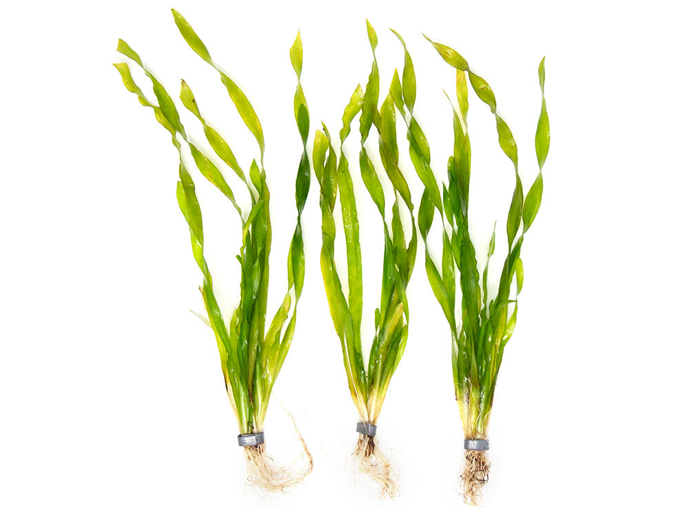 Giant Corkscrew Vallisneria Asiatica (Vallisneria americana "Asiatica"), bare root w/lead