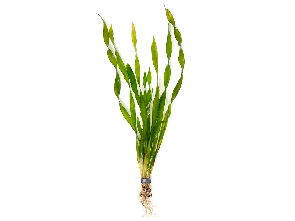 Giant Corkscrew Vallisneria Asiatica (Vallisneria americana "Asiatica"), bare root w/lead