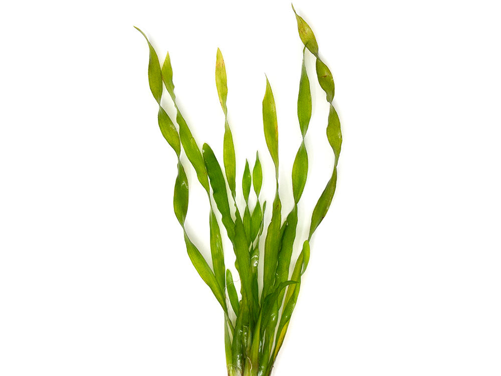 Giant Corkscrew Vallisneria Asiatica (Vallisneria americana "Asiatica"), bare root w/lead