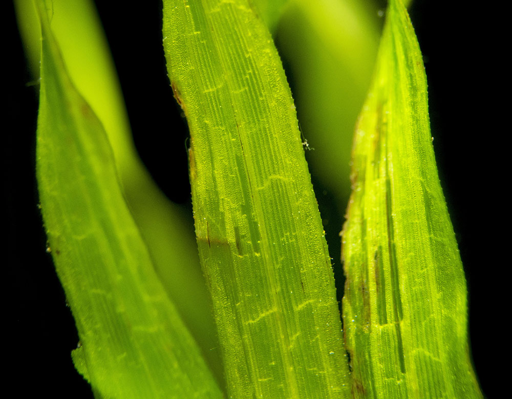 Giant Corkscrew Vallisneria Asiatica (Vallisneria americana "Asiatica"), bare root w/lead