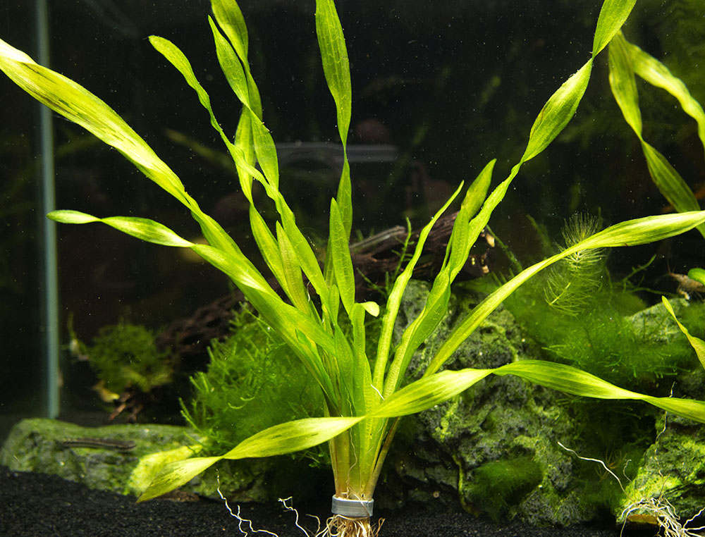 Giant Corkscrew Vallisneria Asiatica (Vallisneria americana "Asiatica"), bare root w/lead