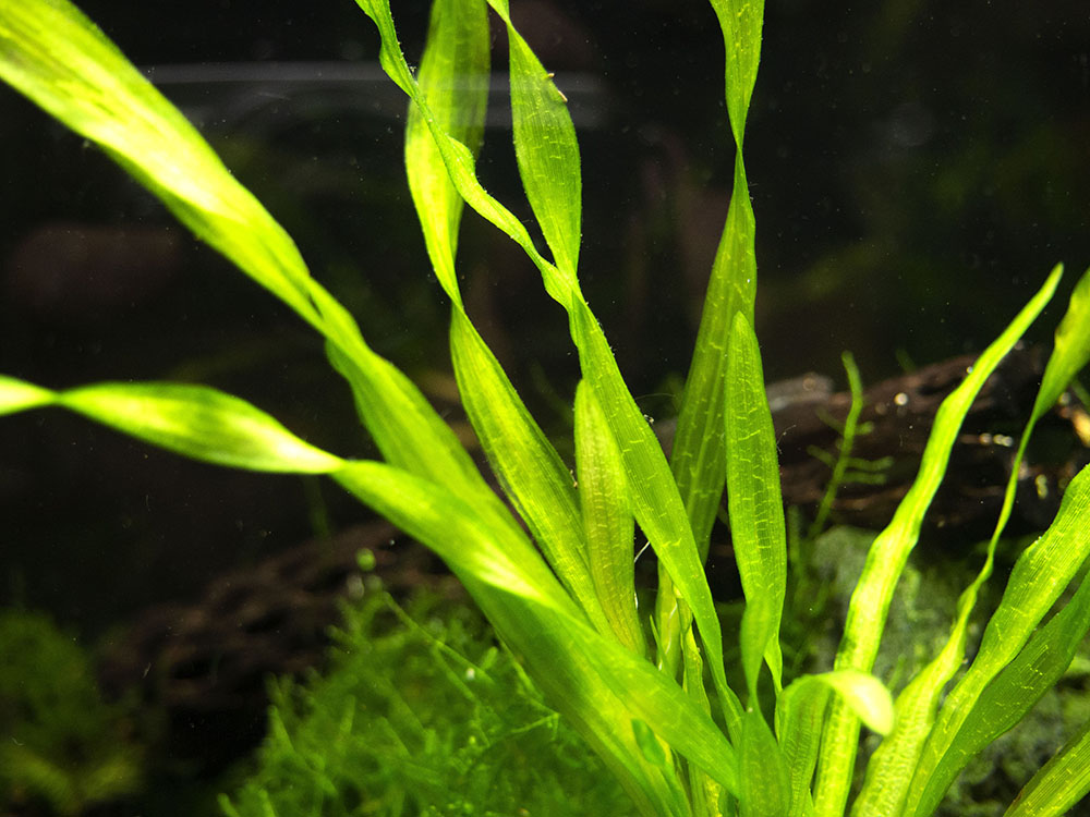 Giant Corkscrew Vallisneria Asiatica (Vallisneria americana "Asiatica"), bare root w/lead