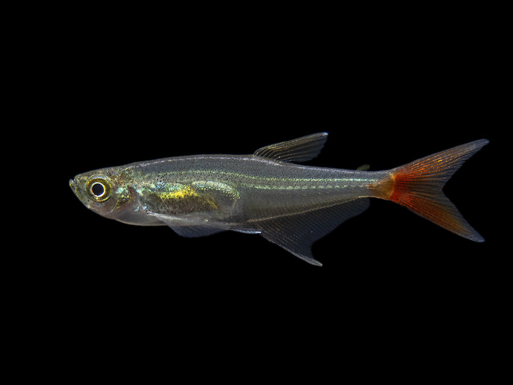 Glass Bloodfin Tetra (Prionobrama filigera), Tank-Bred!