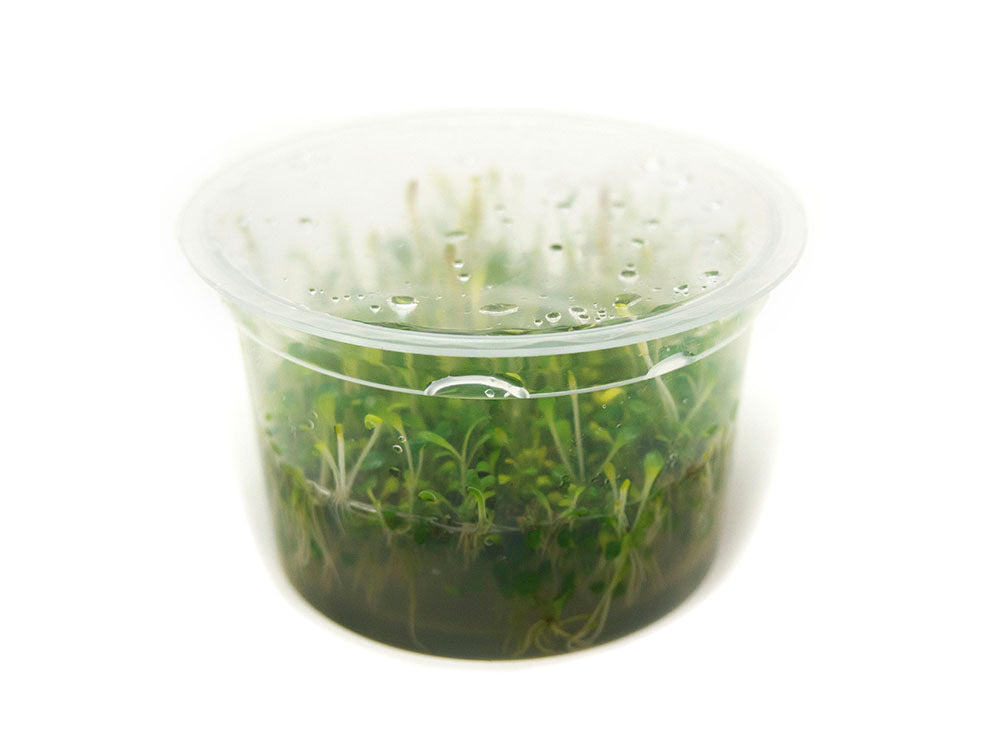 Glosso (Glossostigma elatinoides) Tissue Culture