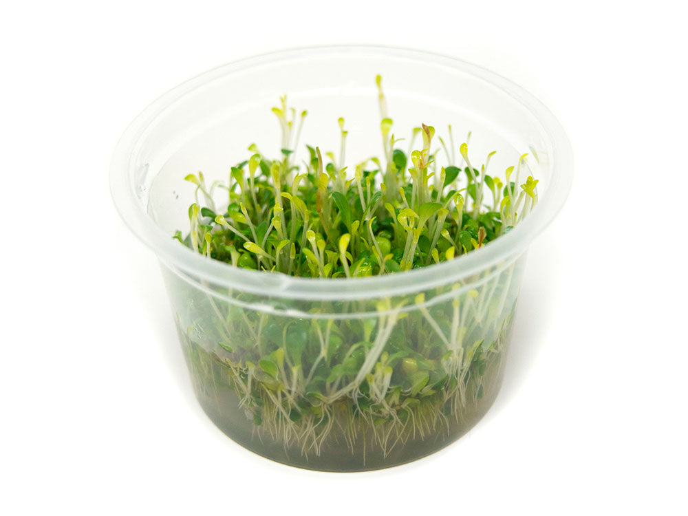 Glosso (Glossostigma elatinoides) Tissue Culture