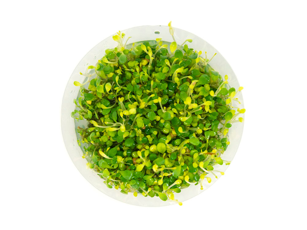 Glosso (Glossostigma elatinoides) Tissue Culture