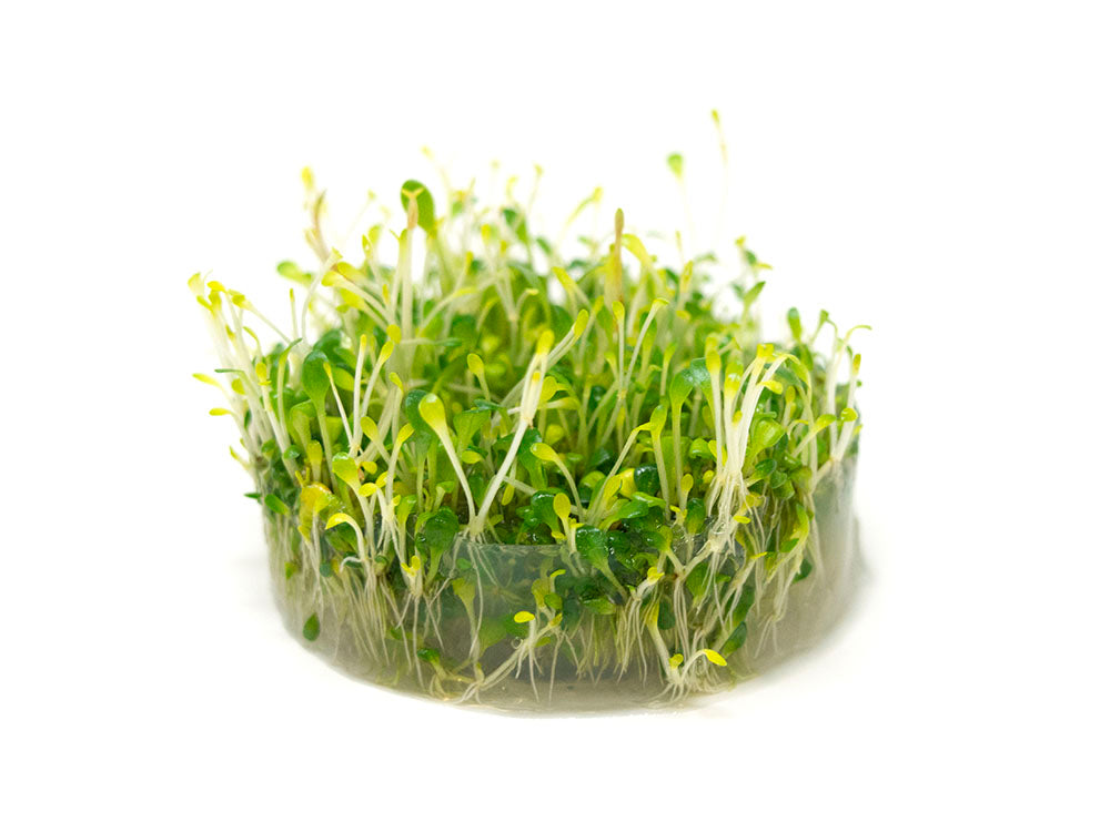 Glosso (Glossostigma elatinoides) Tissue Culture