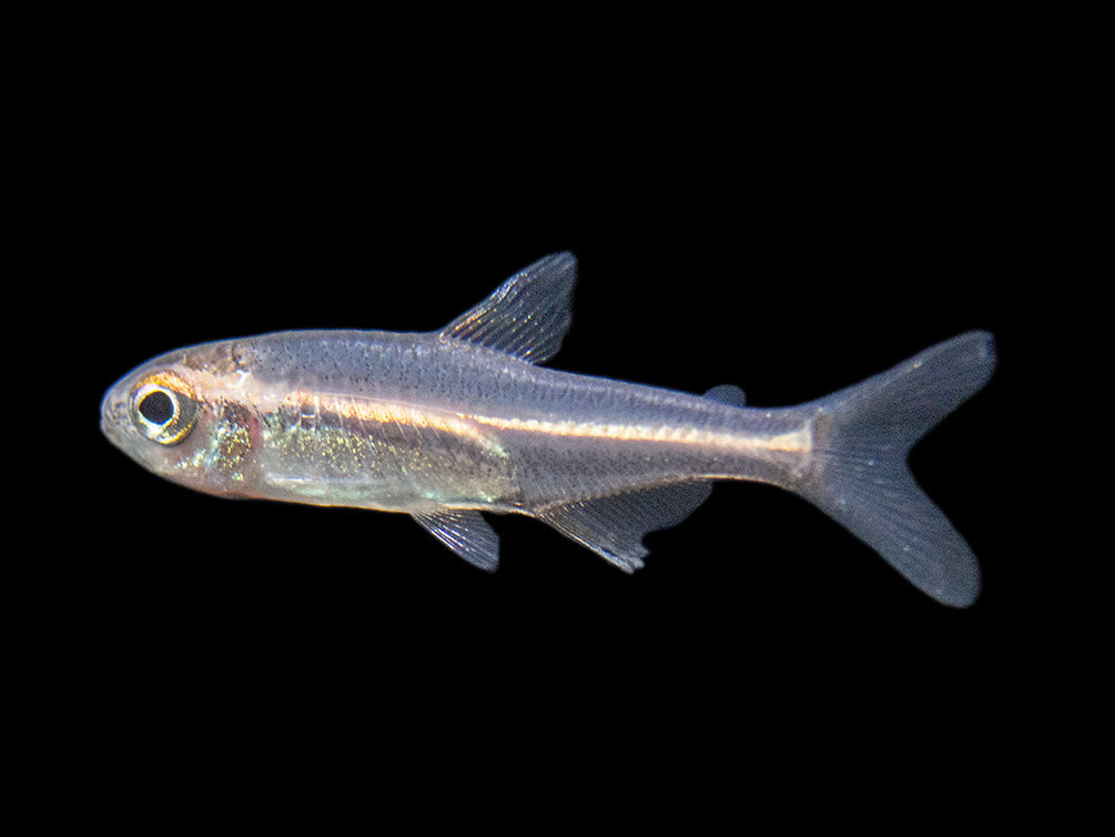 Glowlight Tetra community fish for sale