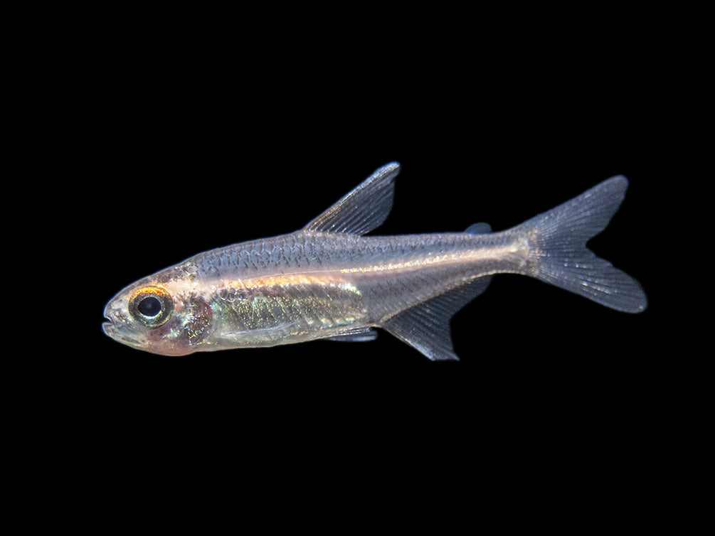 Glowlight Tetra community fish for sale