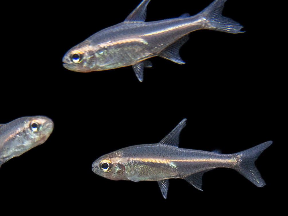 Glowlight Tetra community fish for sale