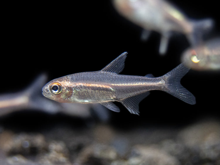 Glowlight Tetra community fish for sale