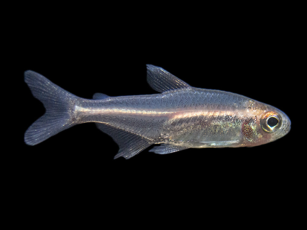 Glowlight Tetra community fish for sale