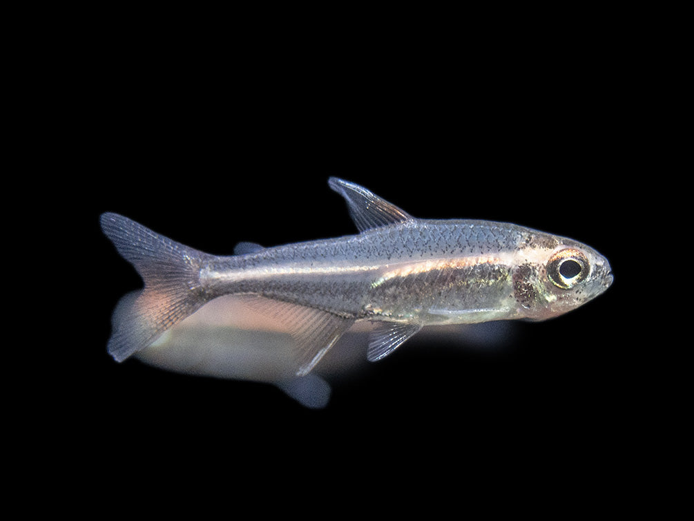 Glowlight Tetra community fish for sale