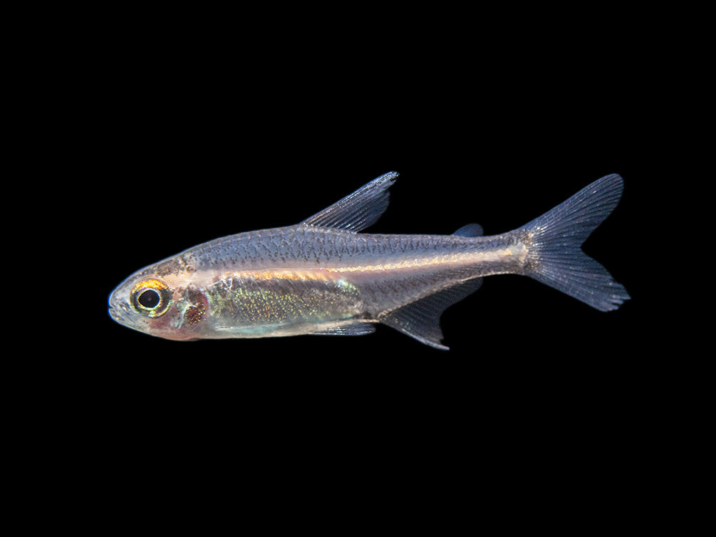 Glowlight Tetra community fish for sale