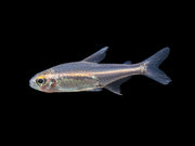 Glowlight Tetra community fish for sale 