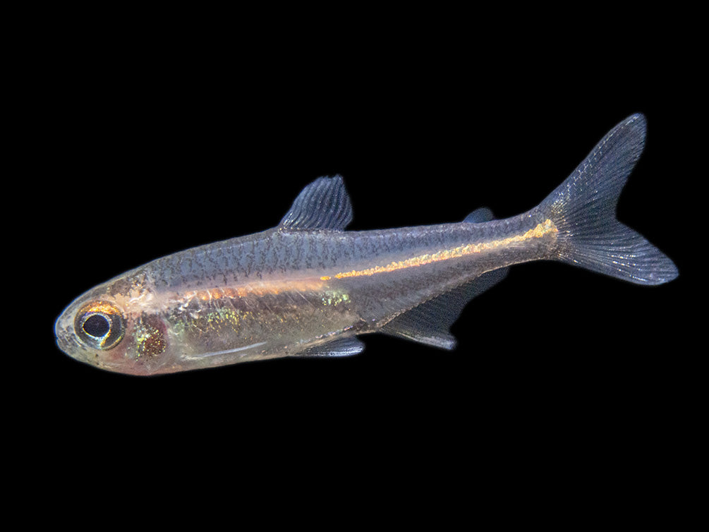 Glowlight Tetra community fish for sale