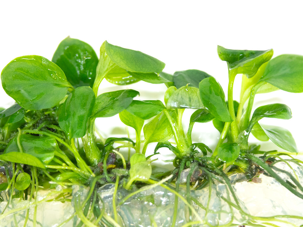 Gold Coin Anubias (Anubias barteri “Round Leaf”) Tissue Culture