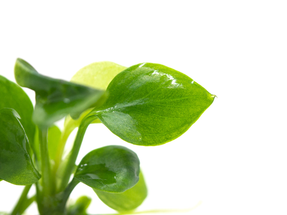Gold Coin Anubias (Anubias barteri “Round Leaf”) Tissue Culture
