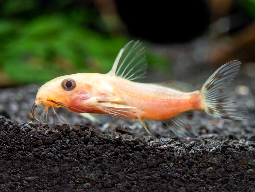 Gold Nigrita AKA False Upside-Down Catfish (Synodontis nigrita), Tank-Bred!
