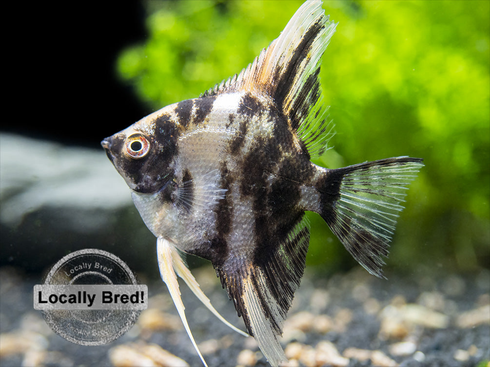 Gold Marble Angelfish (Pterophyllum scalare), Locally-Bred