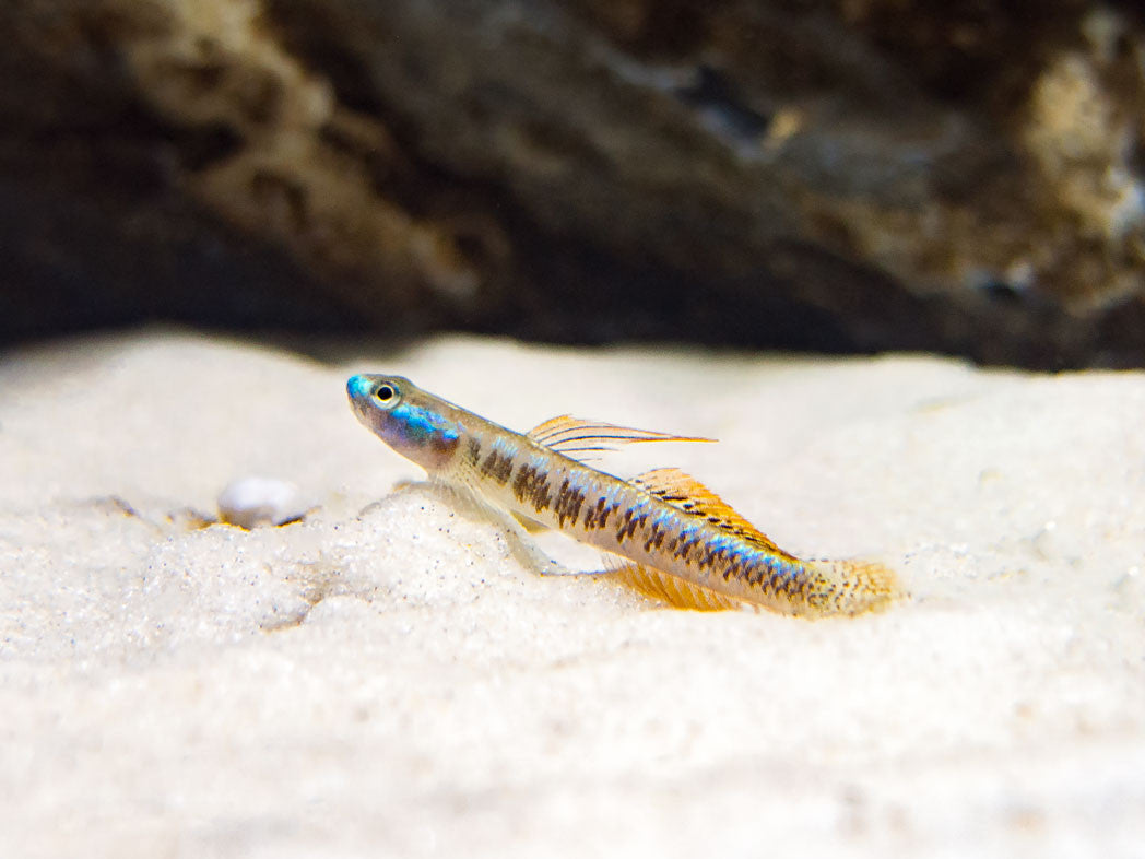 Gold Neon Dwarf Goby (Stiphodon percnopterygionus)