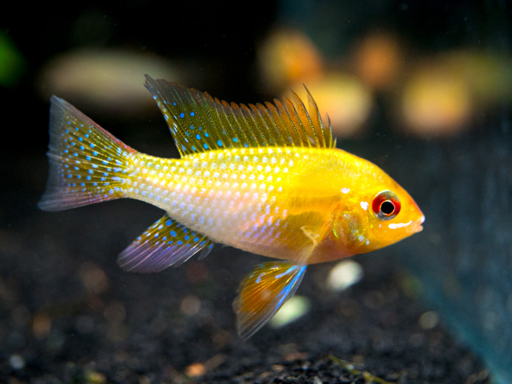 RARE German Balloon Ram Cichlid Trio - Short Body, Golden Color - 1 Male & 2 Females