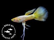 24K Gold Ribbon Guppy for sale
