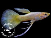 24K Gold Ribbon Guppy for sale