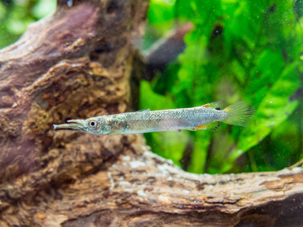 Gold Wrestling Halfbeak (Dermogenys pusilla) - Tank-Bred!