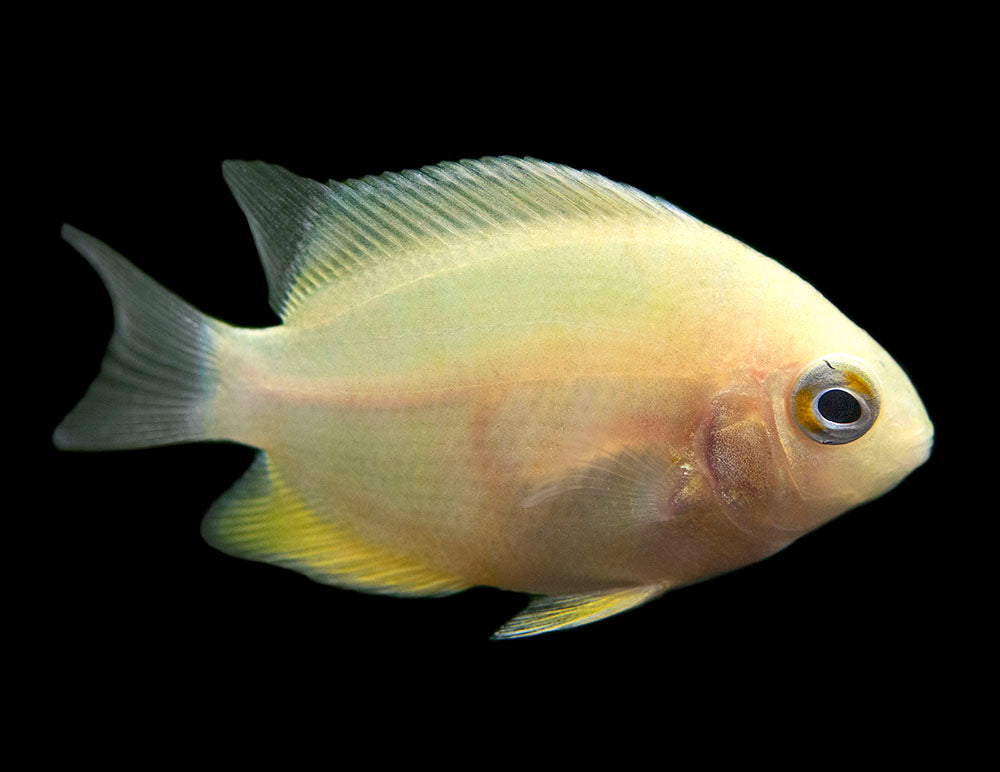 Gold Severum AKA Gold Banded Cichlid (Heros cf. efasciatus FKA H. severus), Tank-Bred