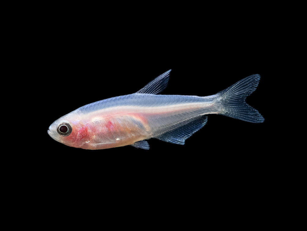 emperor blue hook fish Golden Blue Emperor Tetra (Inpaichthys kerri) Tank-Bred