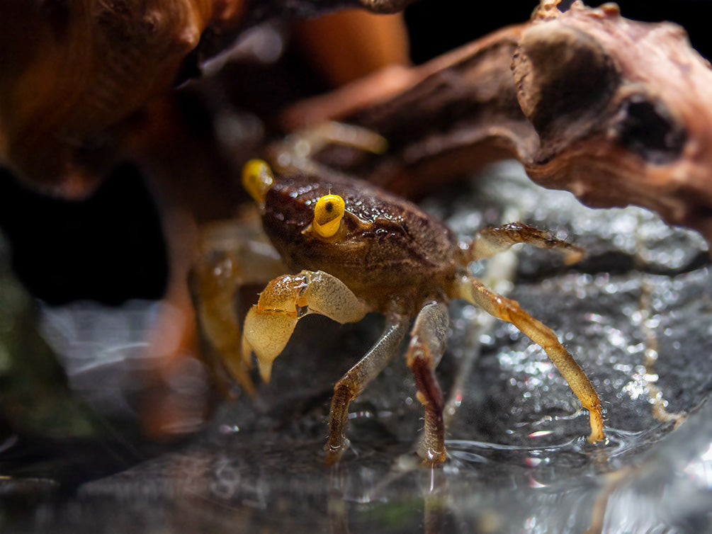 Golden Eye Vampire Crab (Geosesarma bicolor)