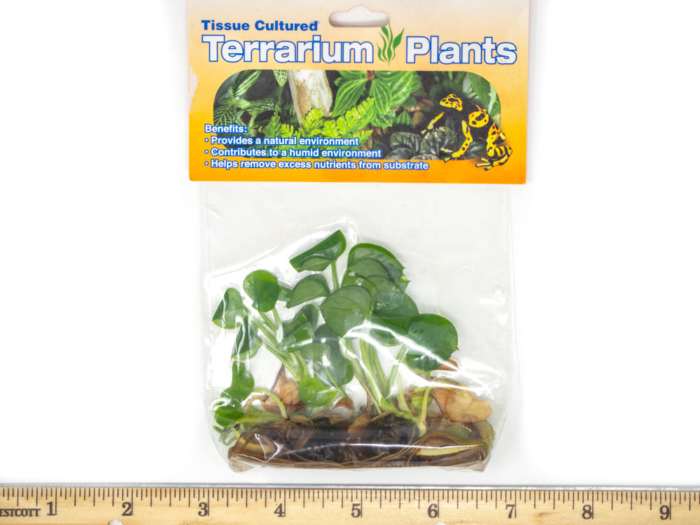 golden pothos terrarium Golden Pothos (Epipremnum aureum) Tissue Culture