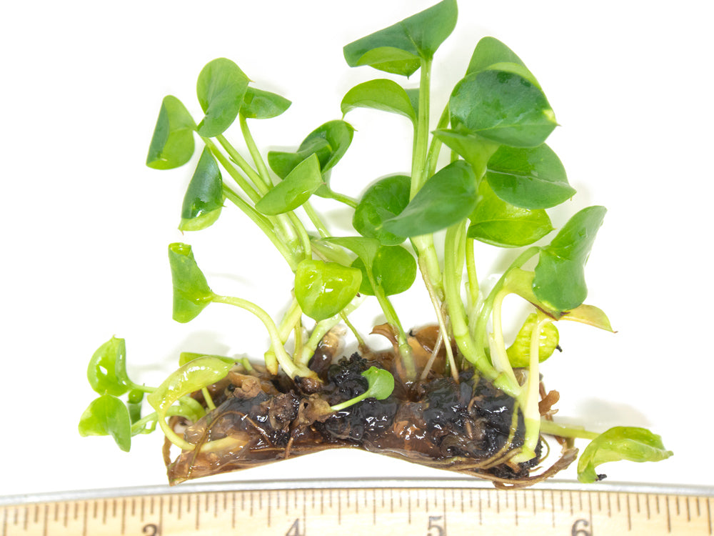 pothos aquarium plant Golden Pothos (Epipremnum aureum) Tissue Culture
