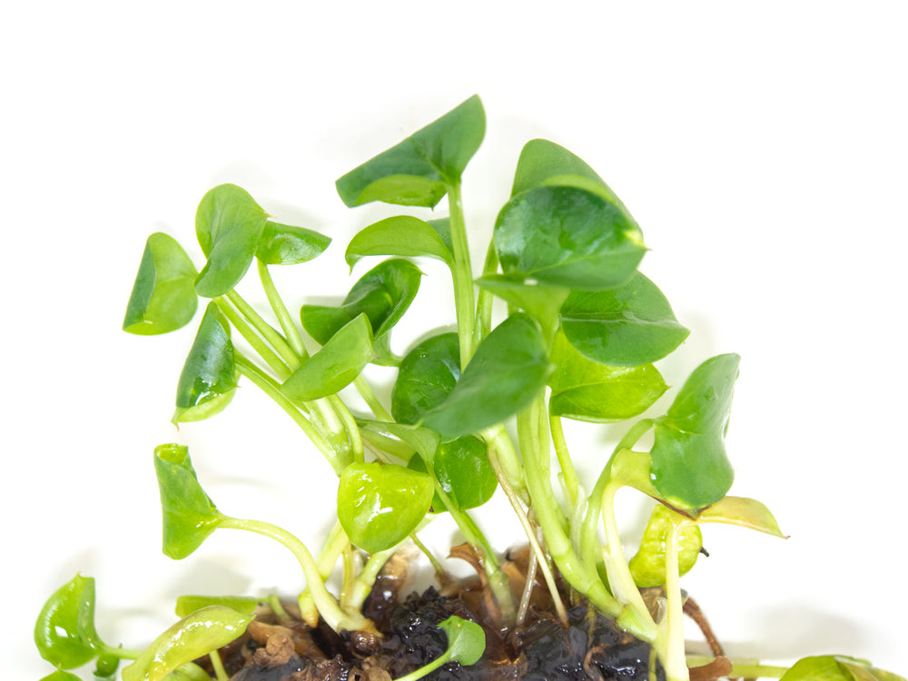 golden pothos terrarium Golden Pothos (Epipremnum aureum) Tissue Culture
