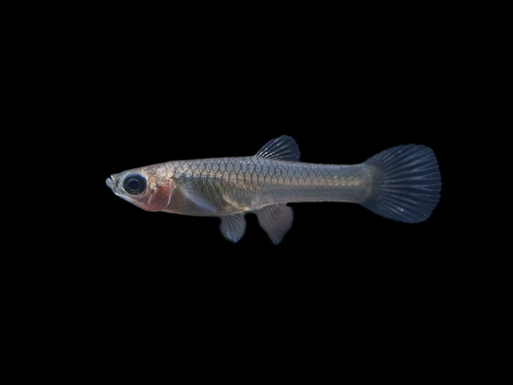 Golden Endler’s Livebearer (Poecilia wingei), Tank-Bred!