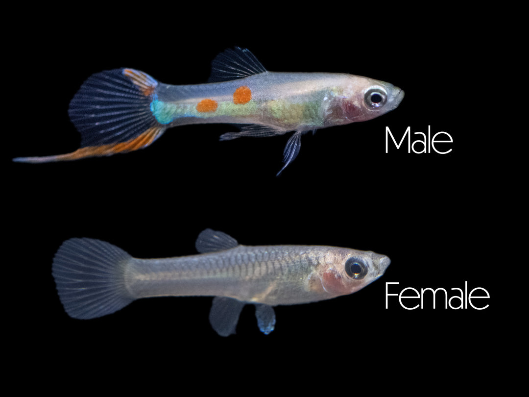 Golden Endler’s Livebearer (Poecilia wingei), Tank-Bred!