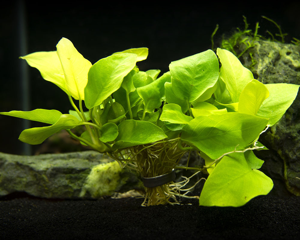 Golden Anubias Nana (Anubias barteri var. “Golden nana”), Bare Root
