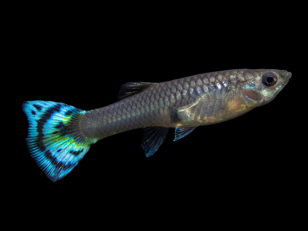 female breeding guppy