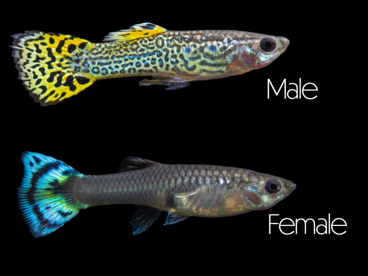 green cobra guppy breeding pair