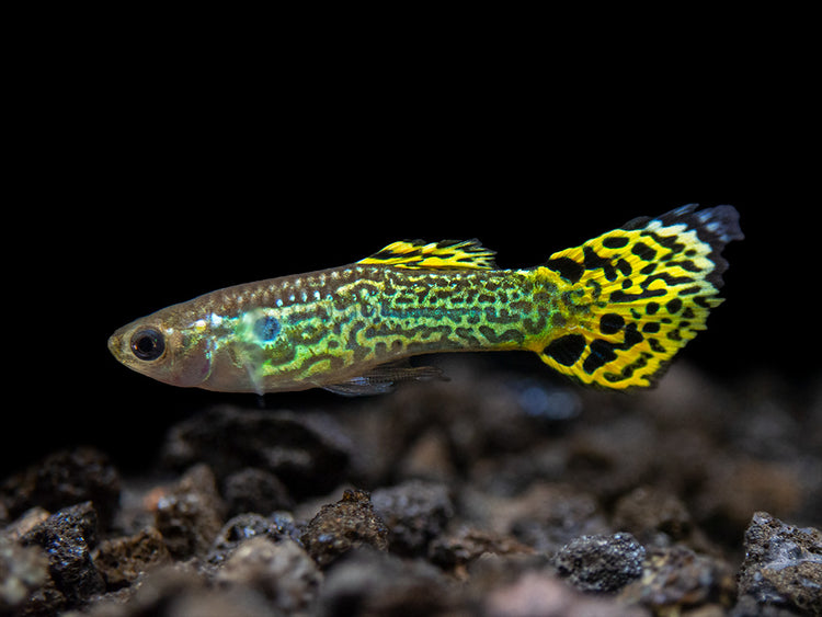 green male guppy for sale