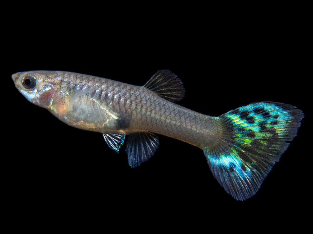 trippy looking guppy for sale