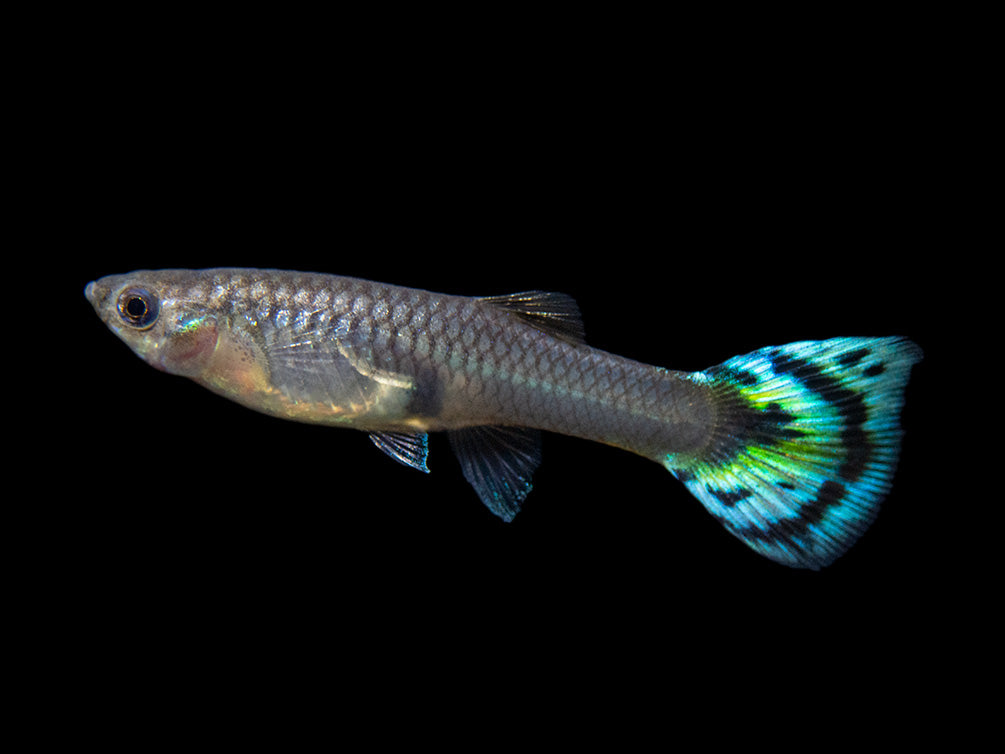 femal green cobra guppy for sale by aquatic arts