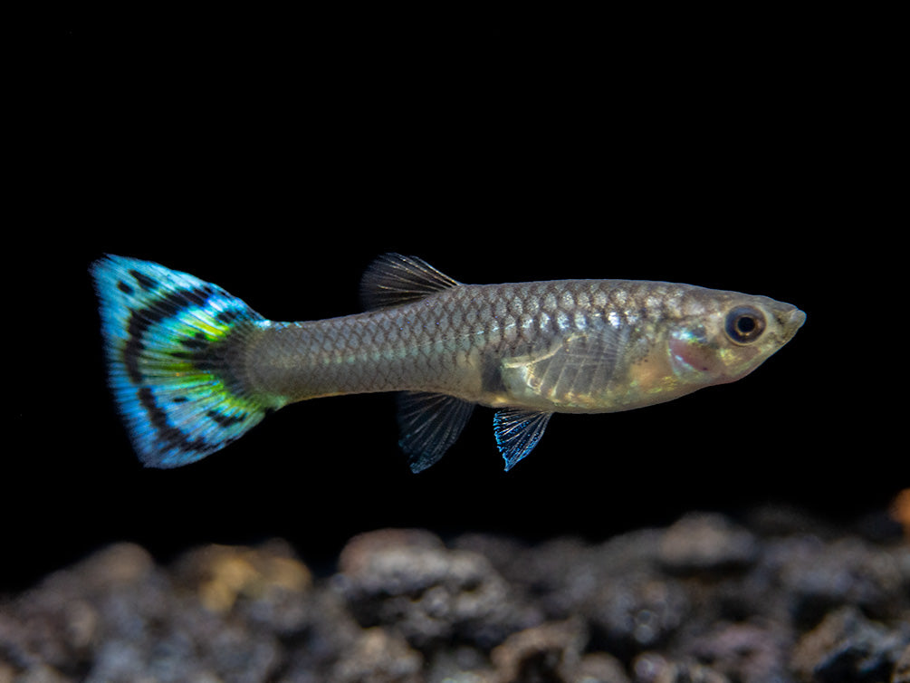 female guppy for sale