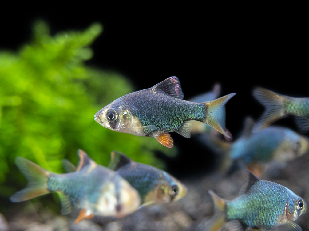 Green Tiger Barb (Puntigrus tetrazona), Tank-Bred
