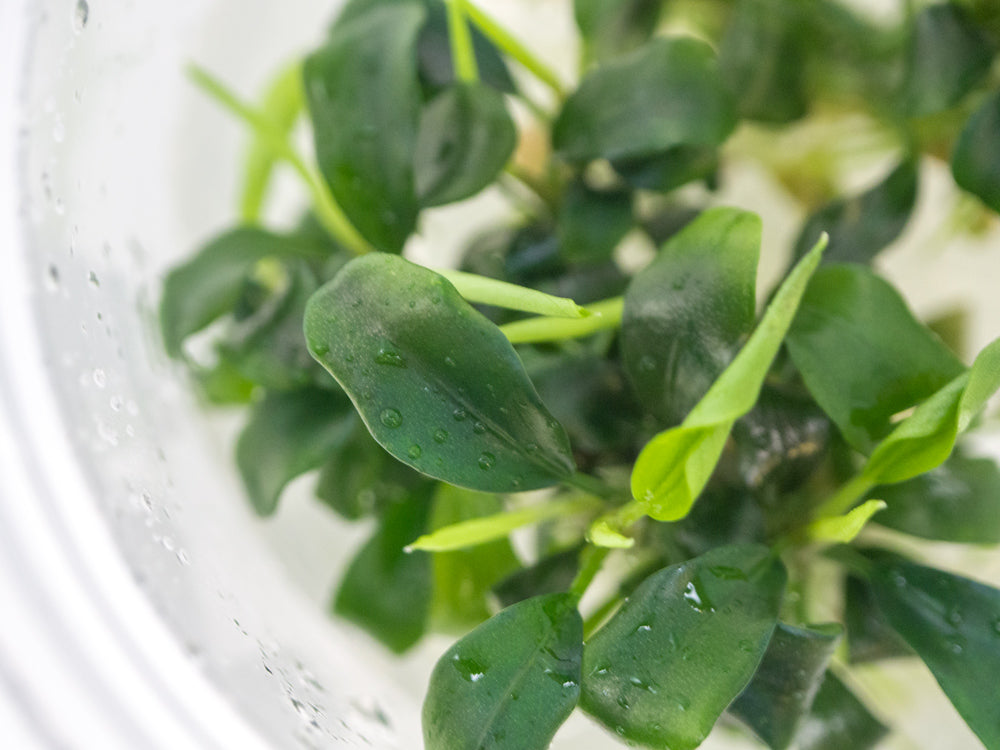Green Wavy Buce Plant (Bucephalandra sp. 