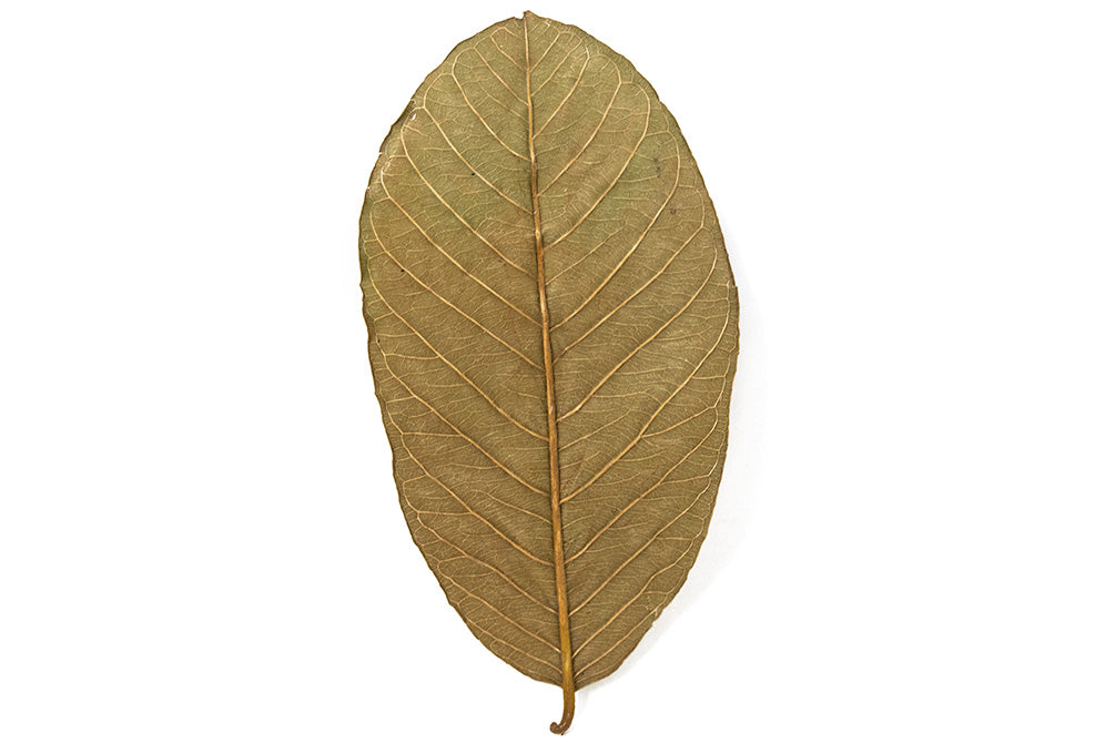 guava leaves for fish tank