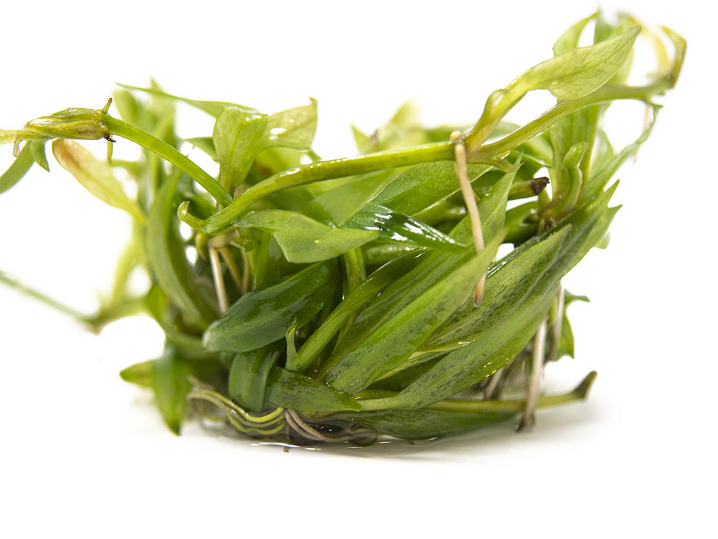 Bolivian Chain Sword (Helanthium bolivianus "Quadricostatus") Tissue Culture