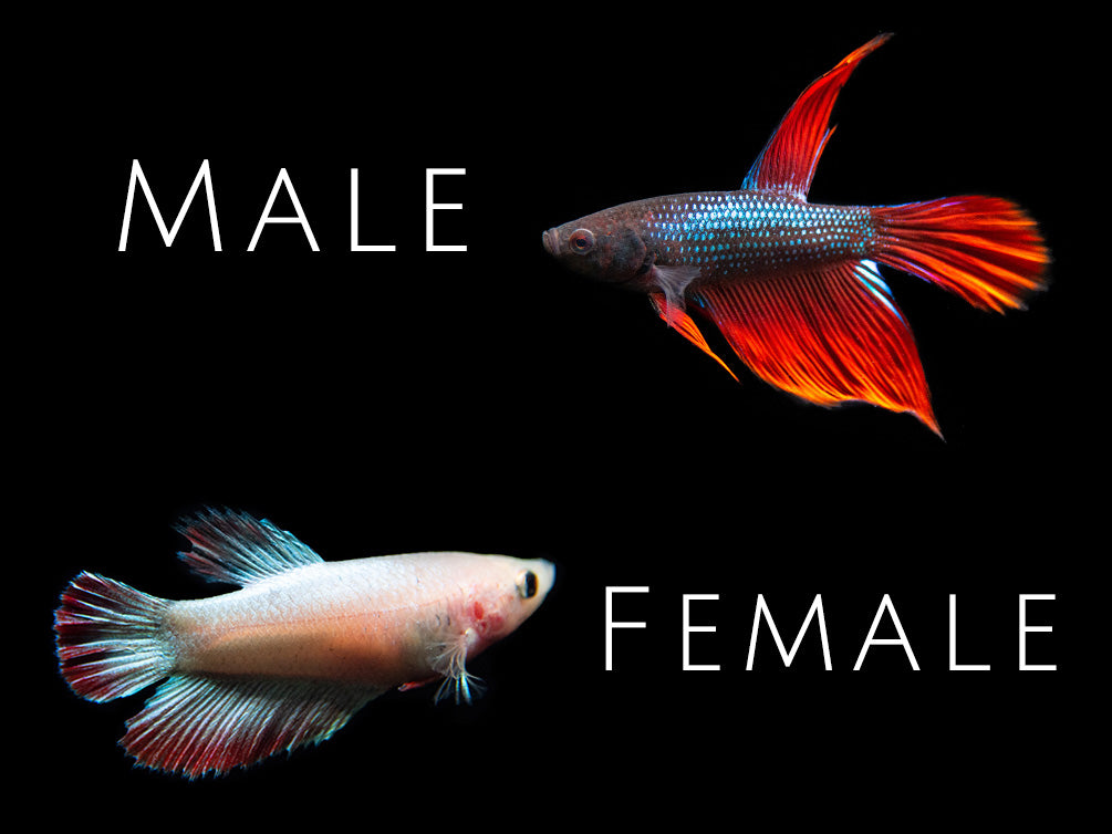 Assorted Halfmoon Betta (Betta splendens), Male/Female Aquatic Arts